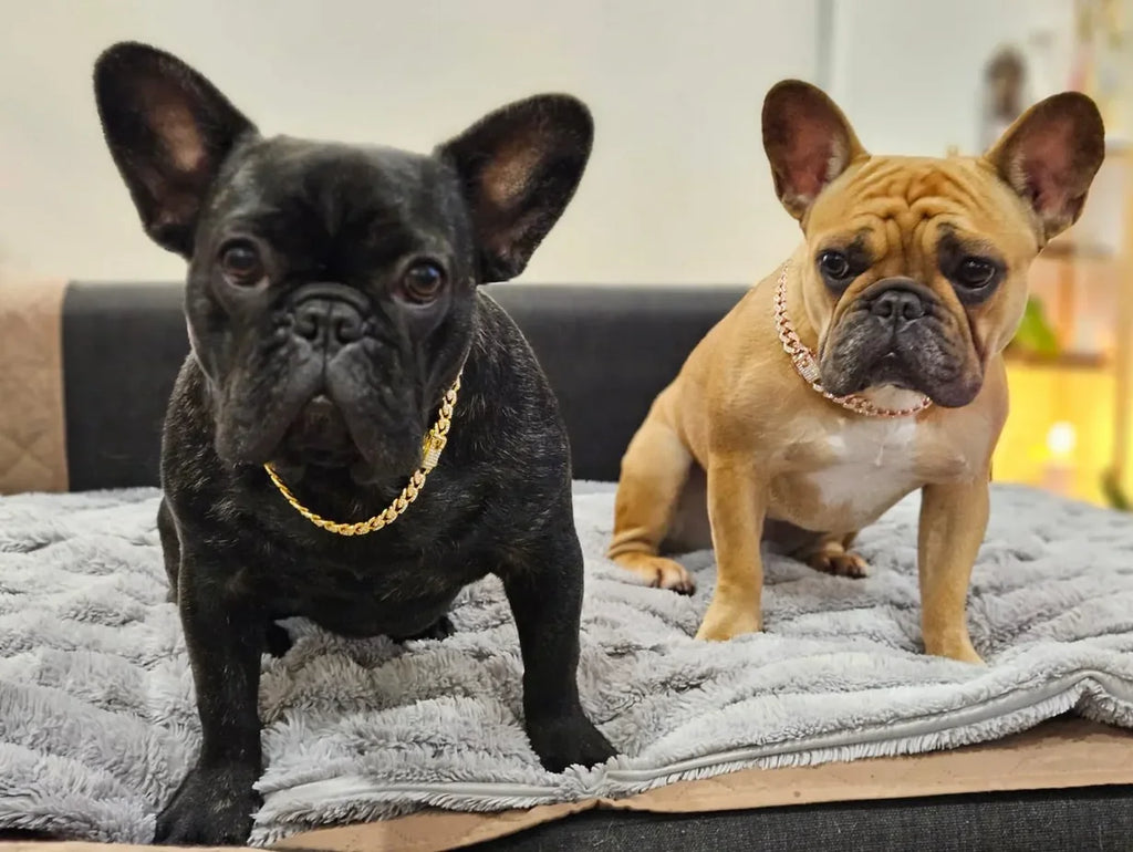 Luxury pet jewelry by Dawgsome Gear - Iced Out Cuban Link Dog Chain for all breeds