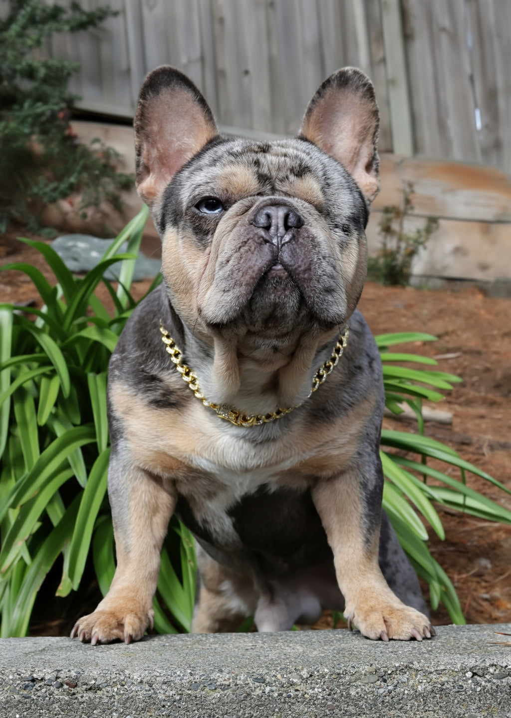 Dawgsome Collar - Luxury Iced Out Cuban Link Dog Collar | 18K Gold Plated Stainless Steel | Heavy Duty Bling Chain